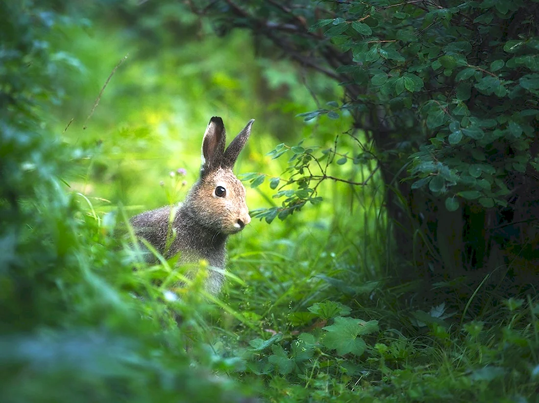 Заяц Беляк летом в лесу. Красивые картинки животных