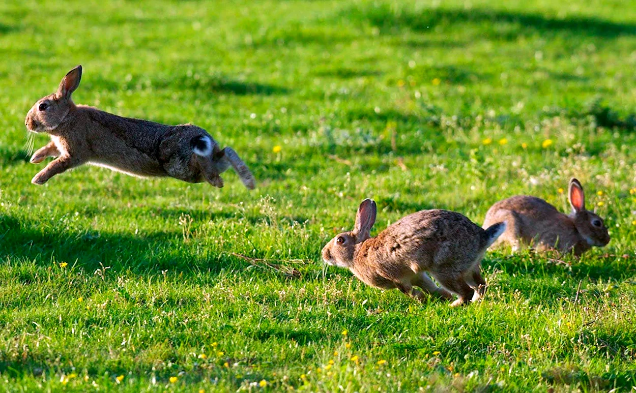 Заяц бежит. Красивое животное
