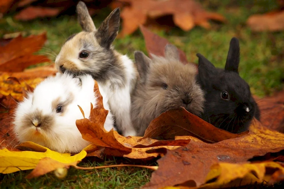 Заяц осенью. Красивые картинки животных