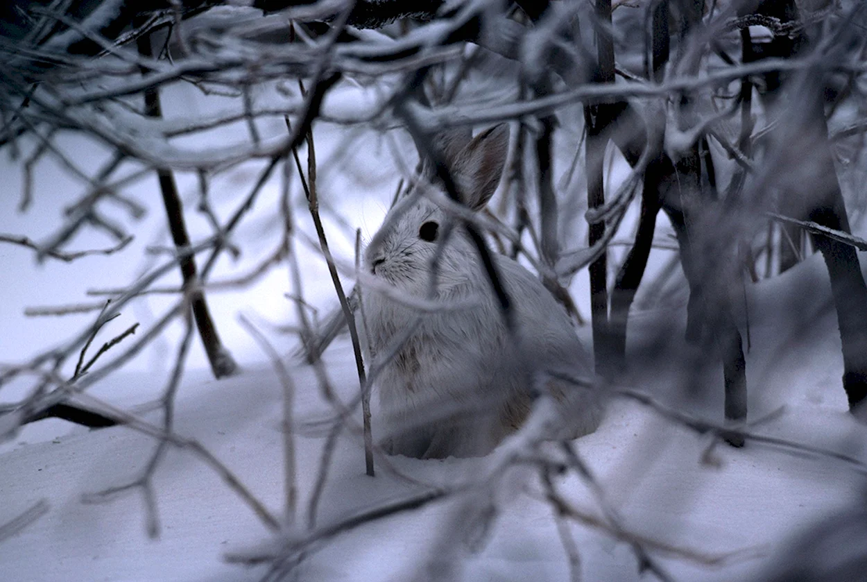 Заяц под кустом зимой. Красивое животное