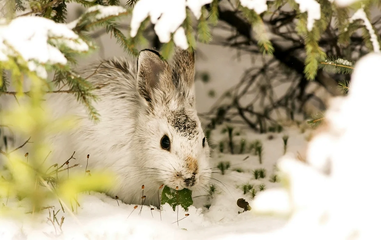 Заяц под кустом зимой. Красивое животное