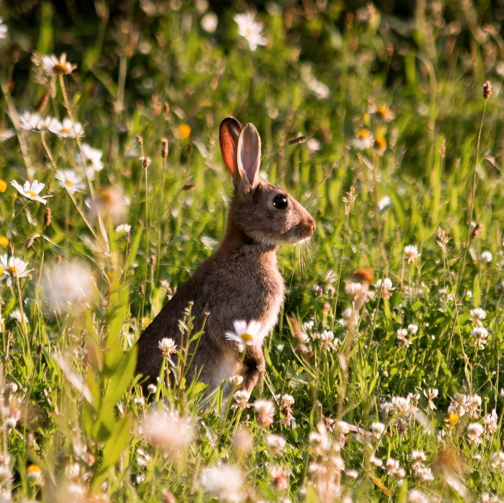 Заяц Русак с зайчатами. Красивое животное