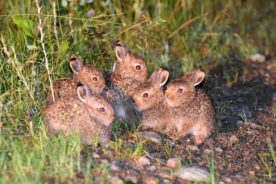 Заяц Русак с зайчатами. Красивые картинки животных