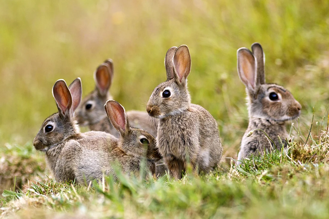 Заяц Русак с зайчатами. Красивые картинки животных