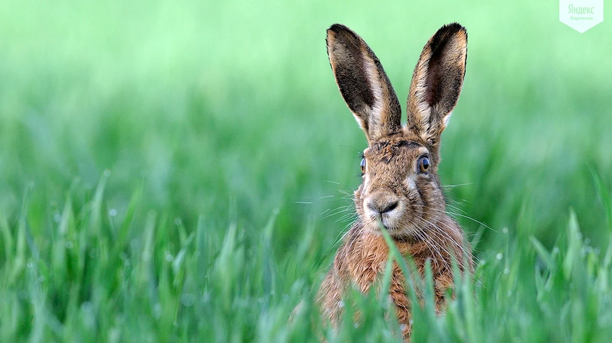 Заяц Русак уши. Красивое животное