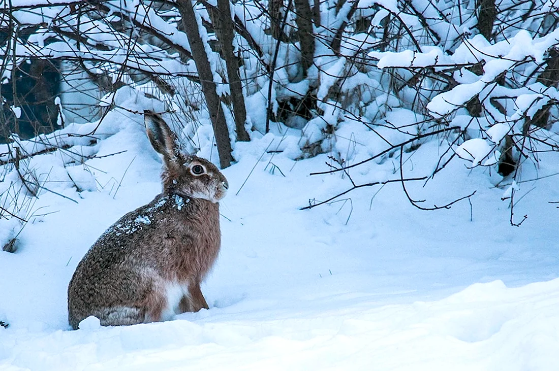 Заяц Русак в лесу зимой. Красивые картинки животных