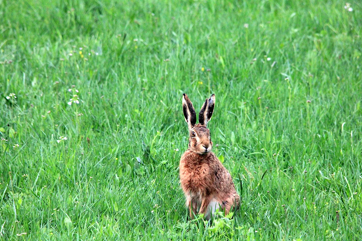 Заяц Русак в поле. Красивое животное