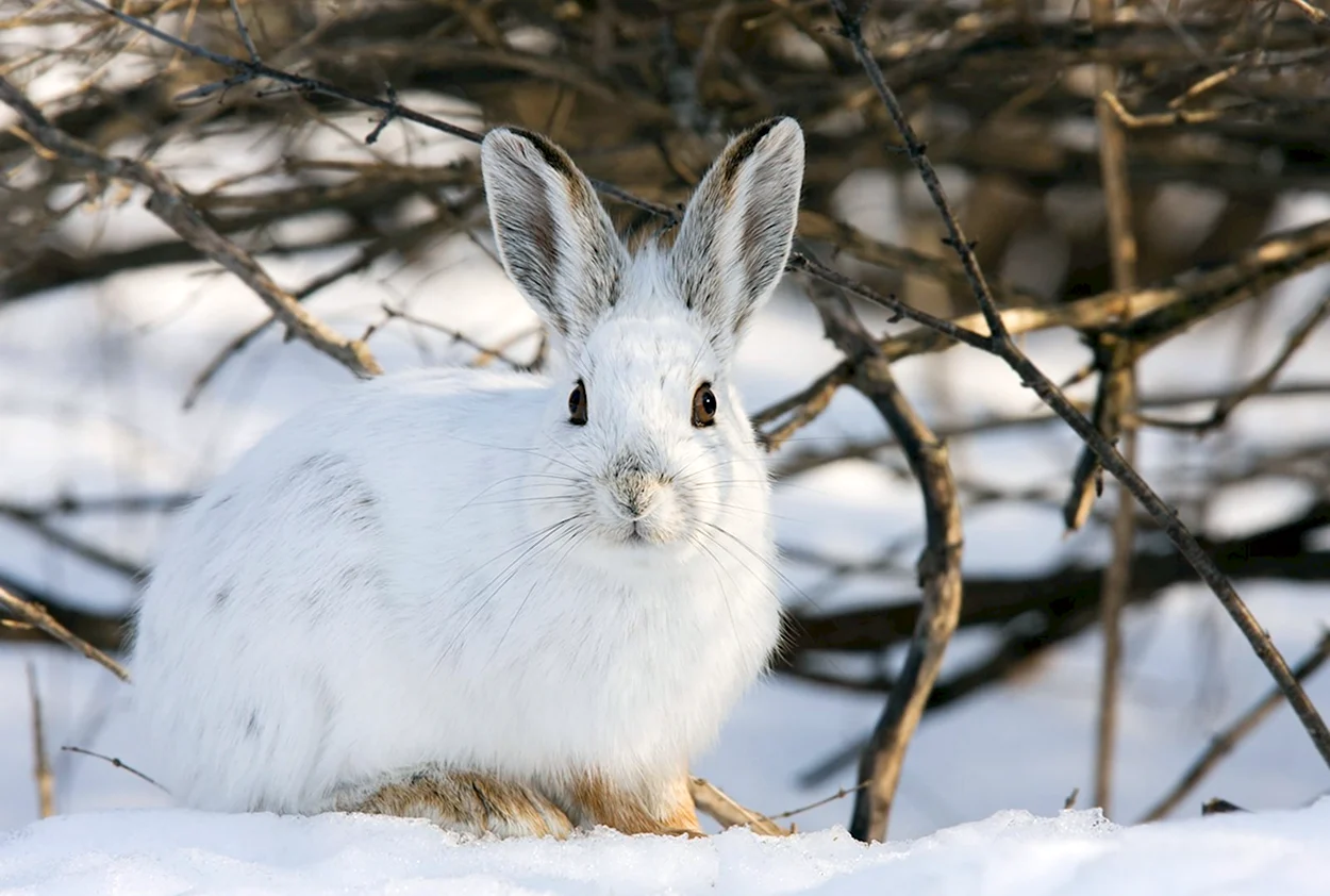 Заяц снегоступ. Красивое животное
