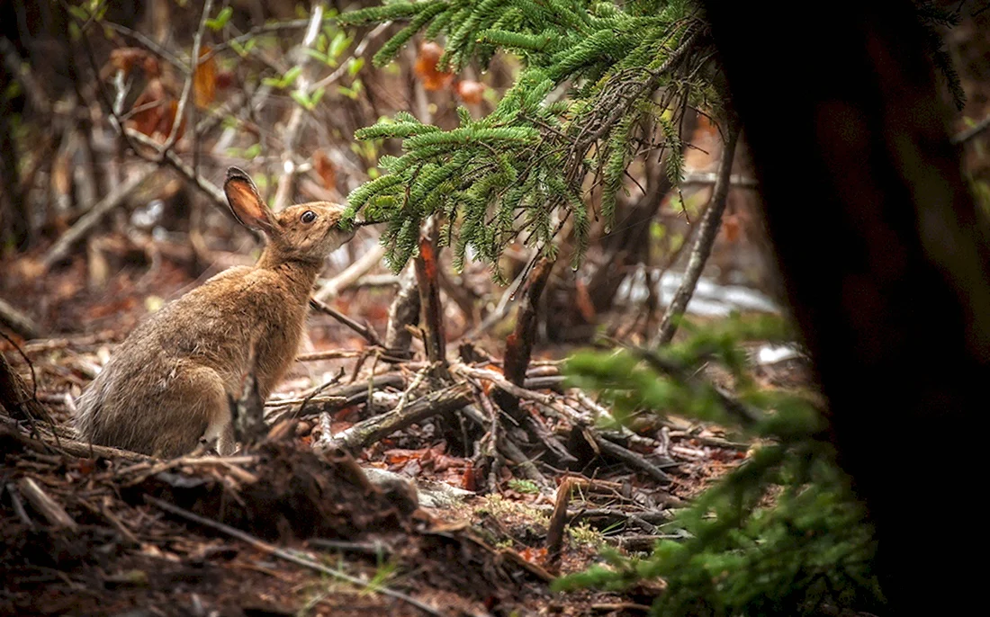 Заяц в лесу. Красивые картинки животных
