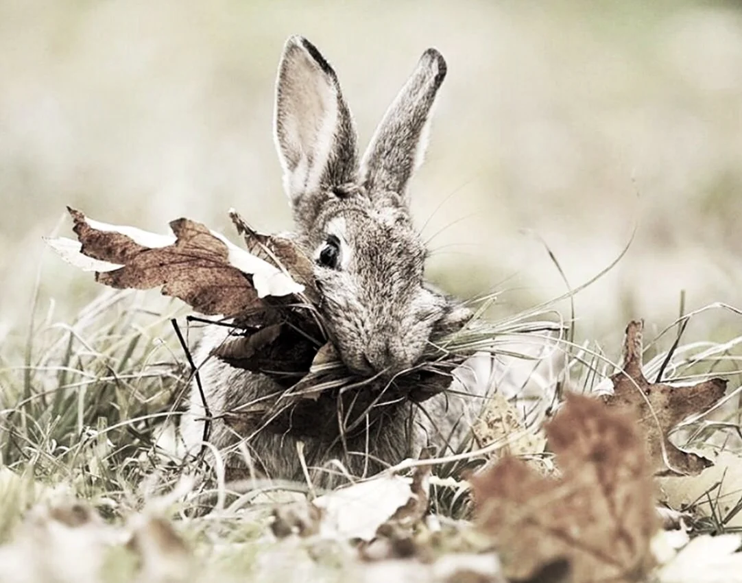 Заяц в осеннем лесу. Красивые картинки животных