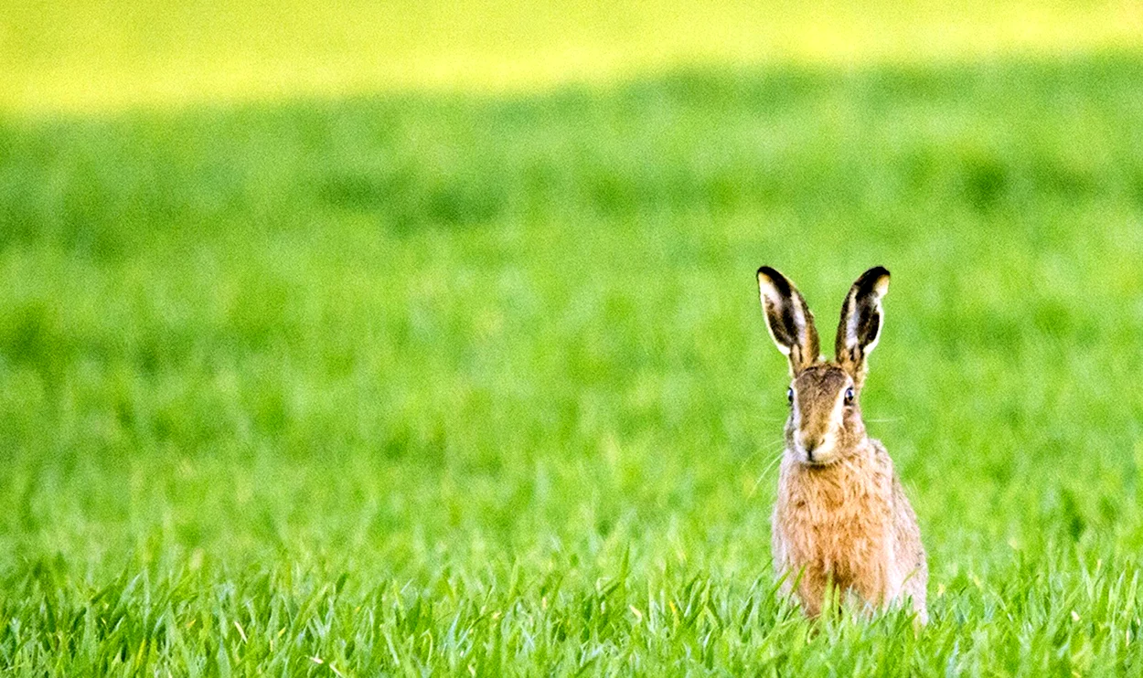 Заяц в поле. Красивое животное