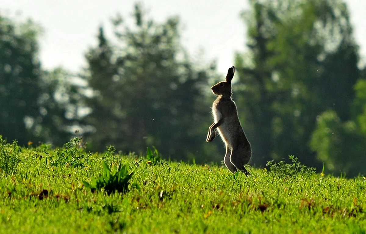 Заяц в прыжке. Красивое животное