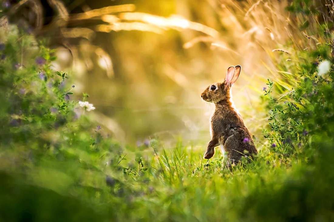 Заяц в траве. Красивые картинки животных