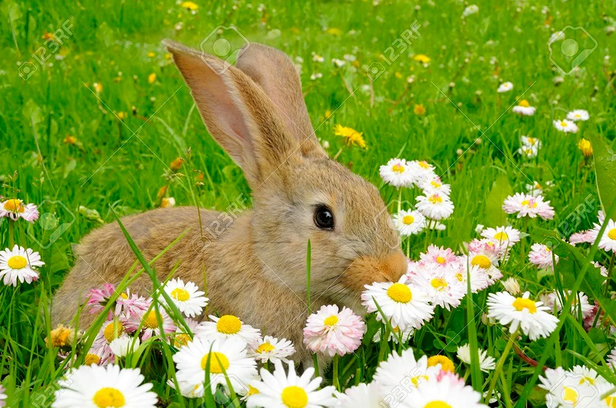Заяц весной. Красивое животное