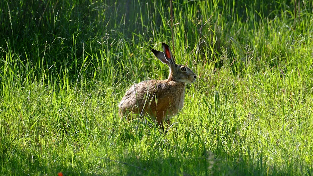 Заяц-Русак. Красивое животное