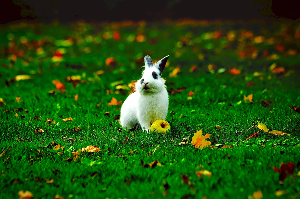 Зайчик осенью. Красивое животное