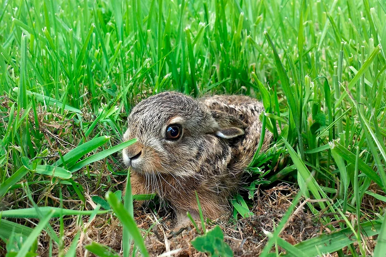 Зайчонок в траве. Красивое животное