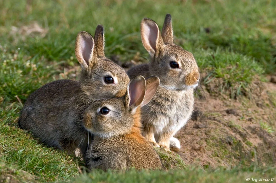 Зайцеобразные семейство. Красивые картинки животных