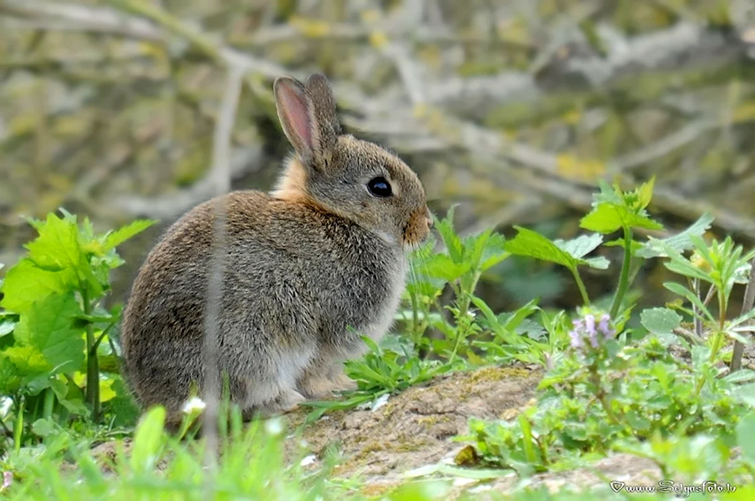 Зайцеобразные заяц Беляк. Красивые картинки животных