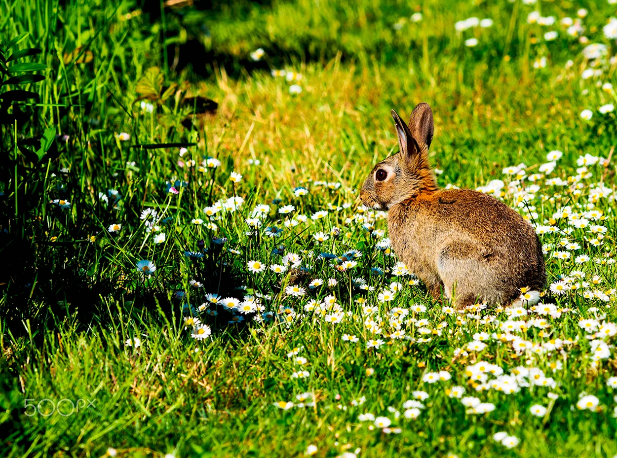 Зайцы на Поляне. Красивое животное