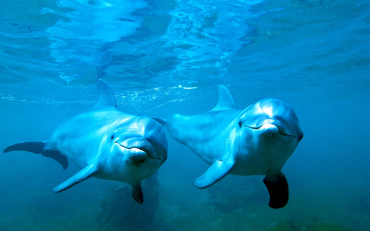 Zanzibar дельфины. Картинка