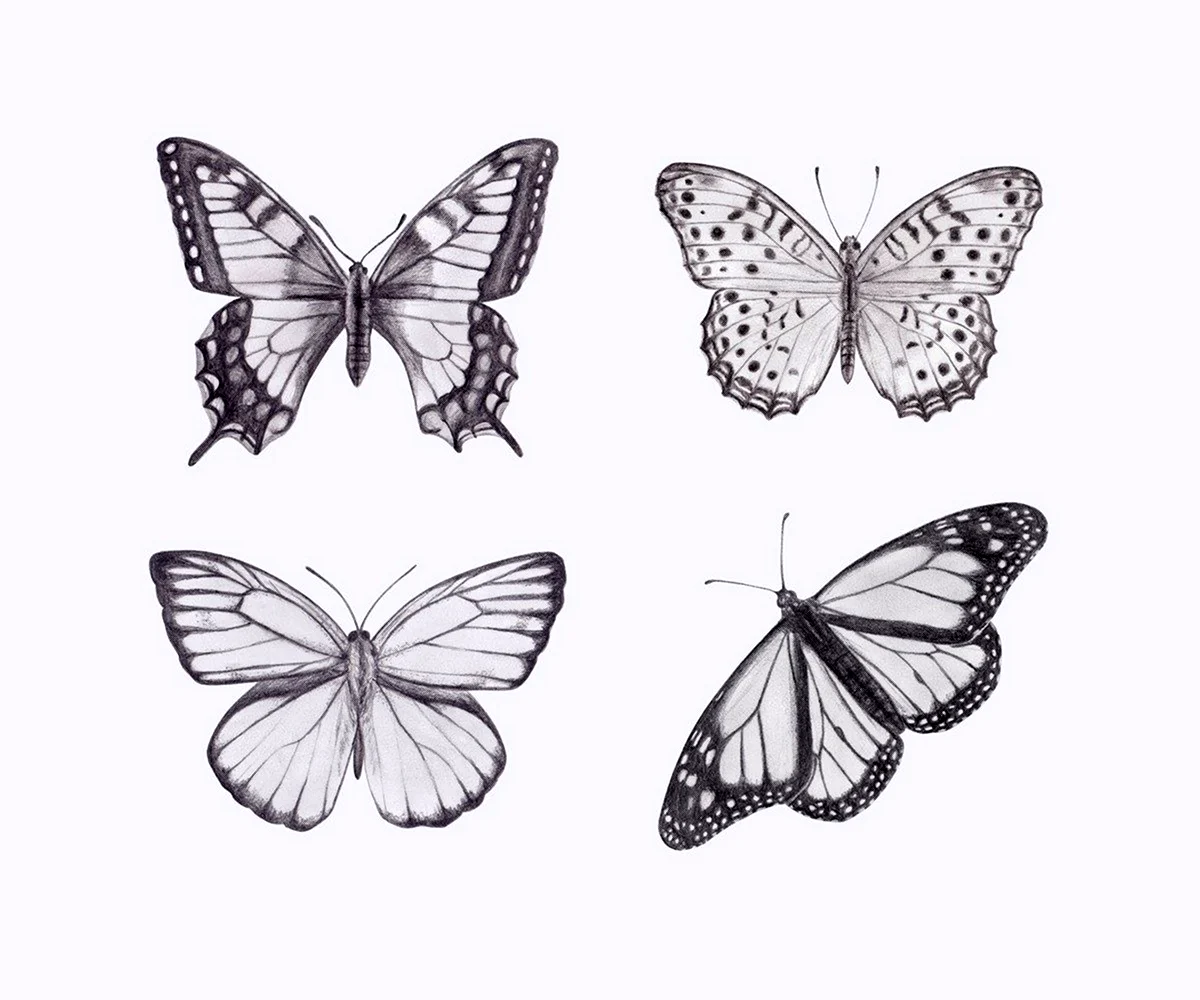 Зарисовка бабочки. Для срисовки