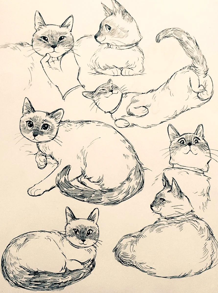 Зарисовка кота. Красивые картинки животных