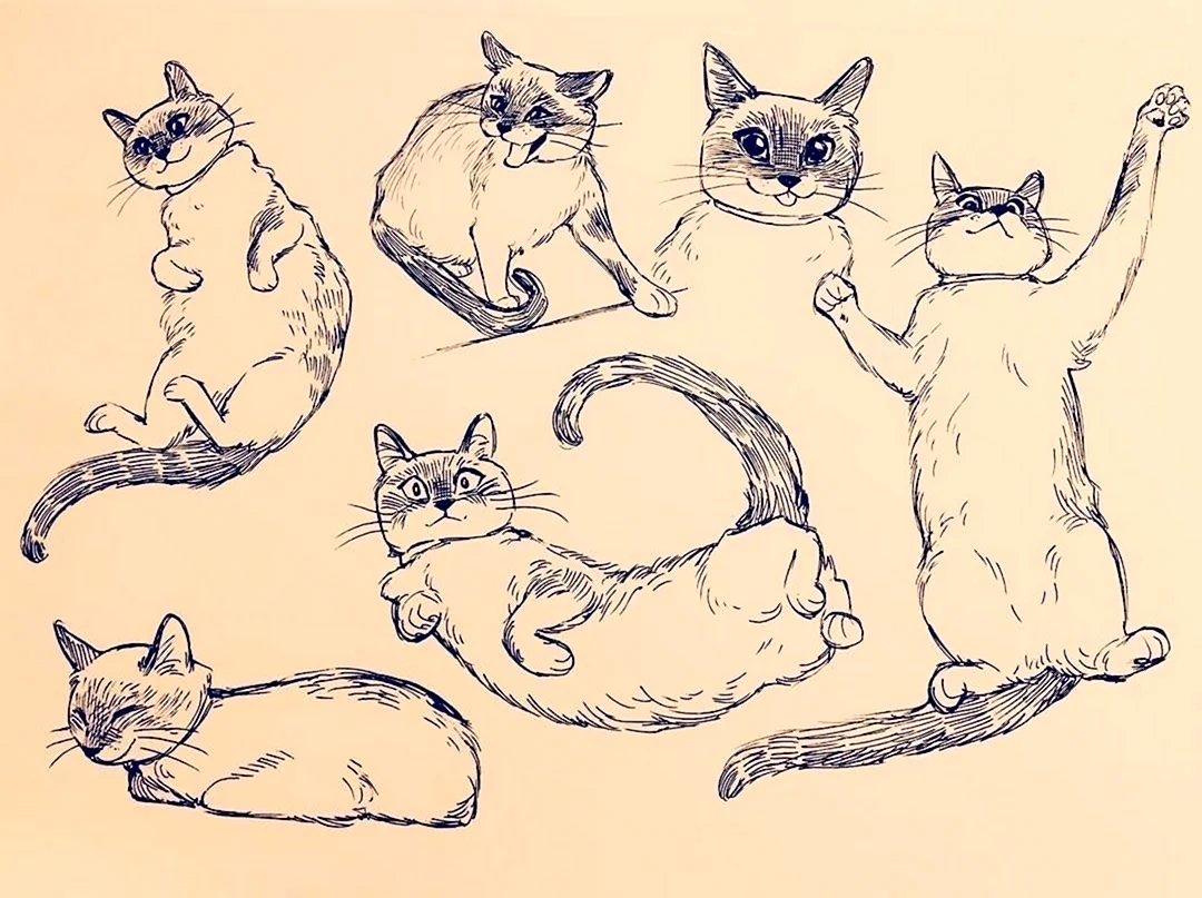 Зарисовки кошек. Красивые картинки животных