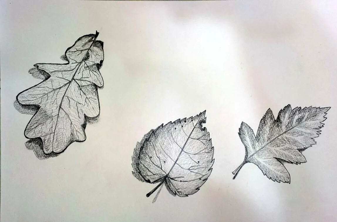 Зарисовки листьев. Картинка