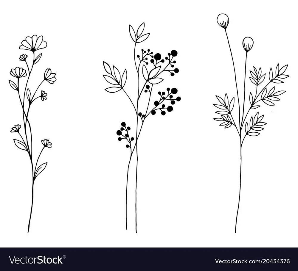 Зарисовки мелких растений. Для срисовки