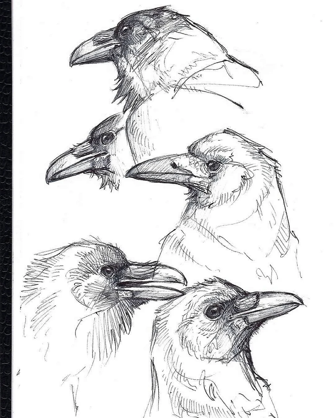 Зарисовки птиц. Для срисовки
