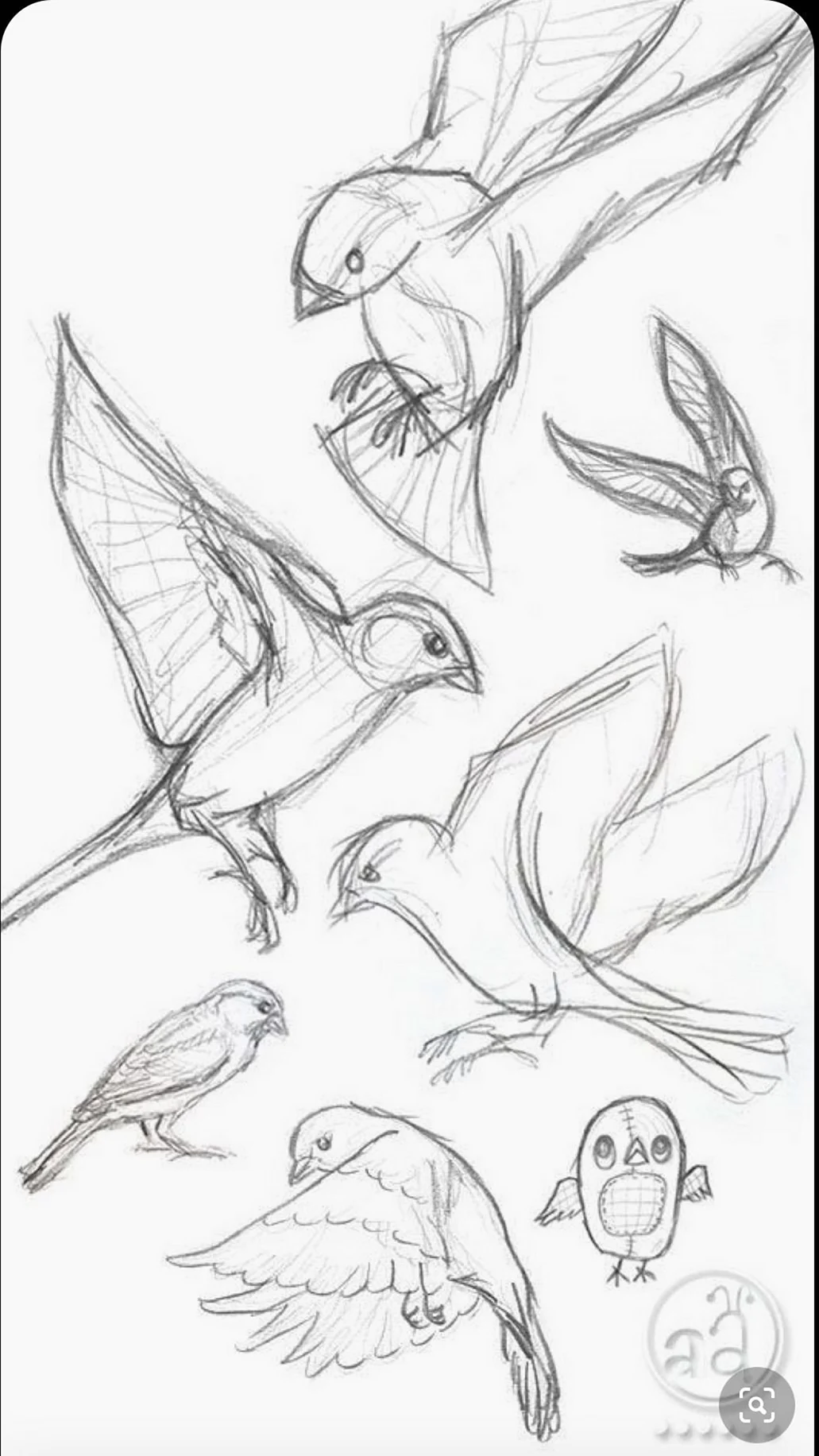 Зарисовки птиц. Для срисовки