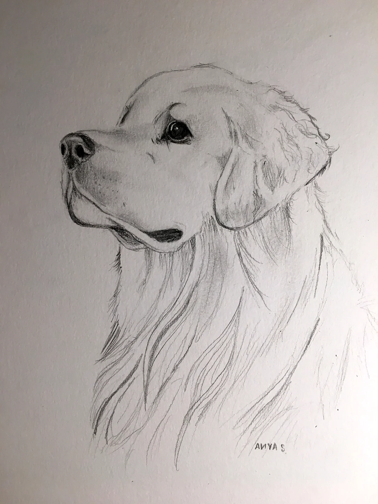 Зарисовки собак. Красивое животное