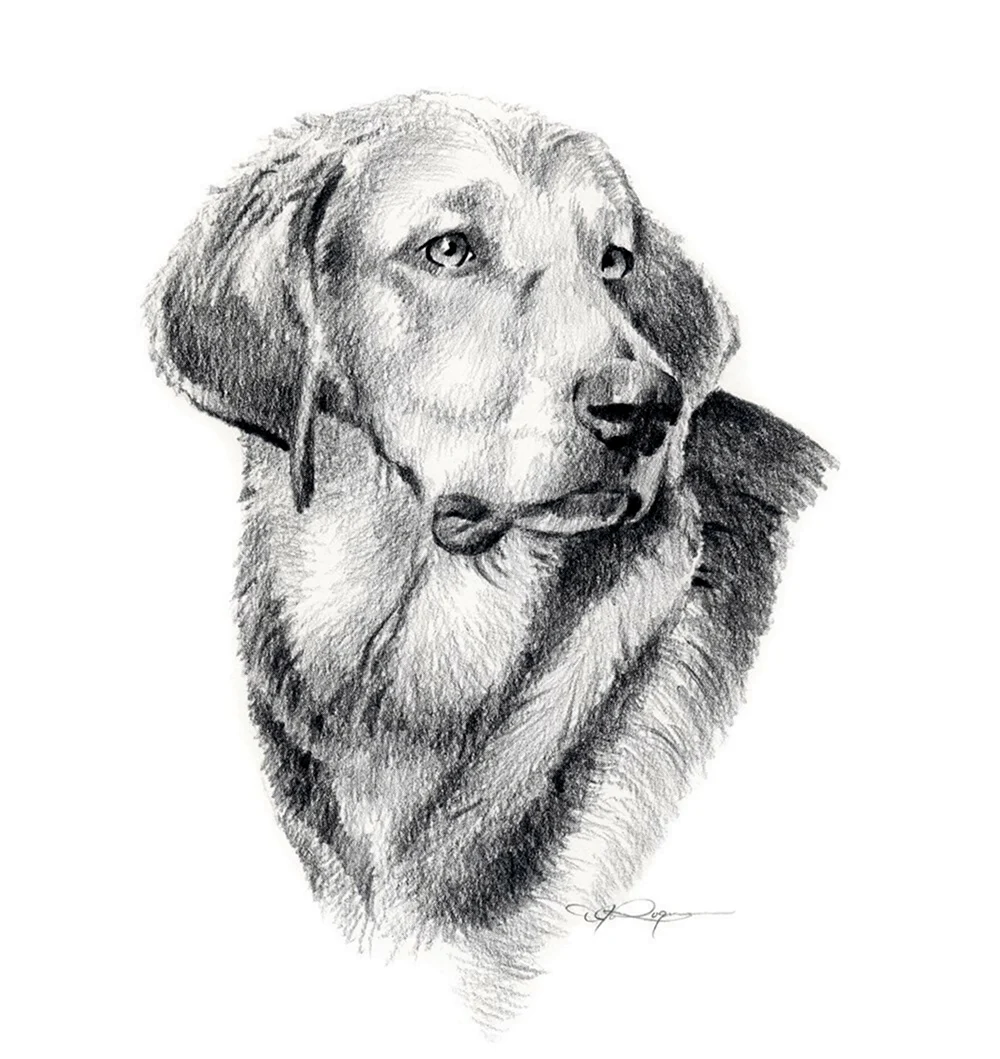 Зарисовки собак. Красивые картинки животных