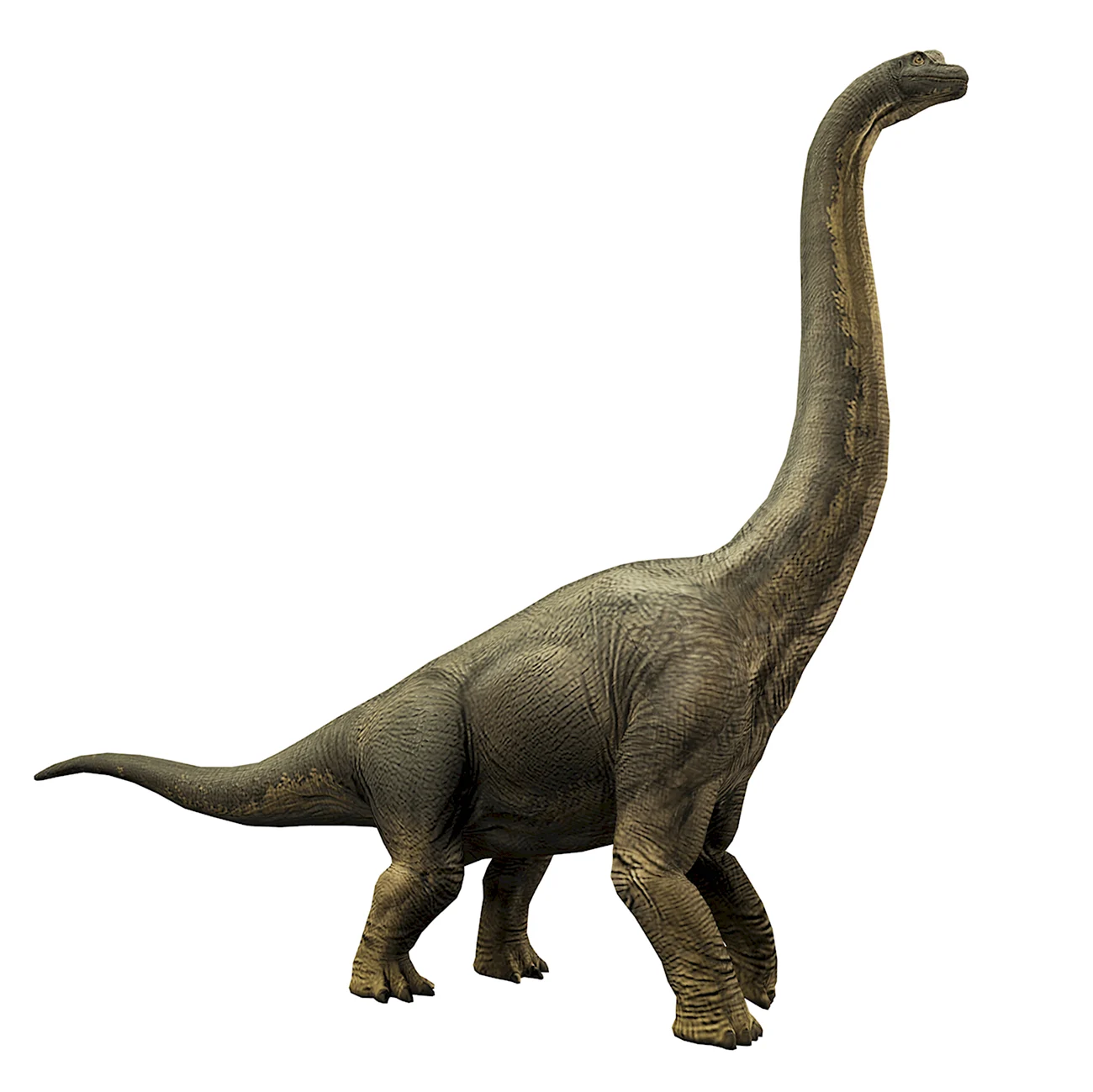 Зауроподы Брахиозавр. Картинка