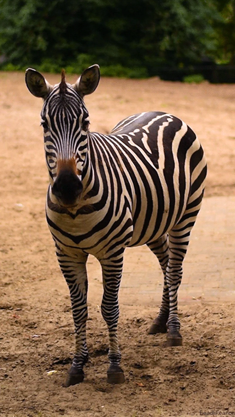 Зебра. Красивое животное