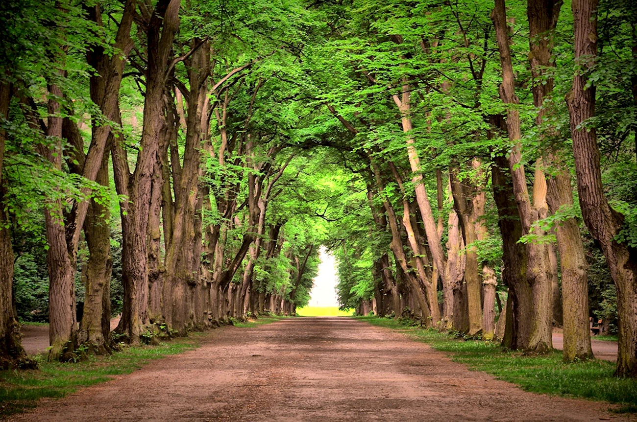Зеленая аллея лес 4к. Красивая картинка