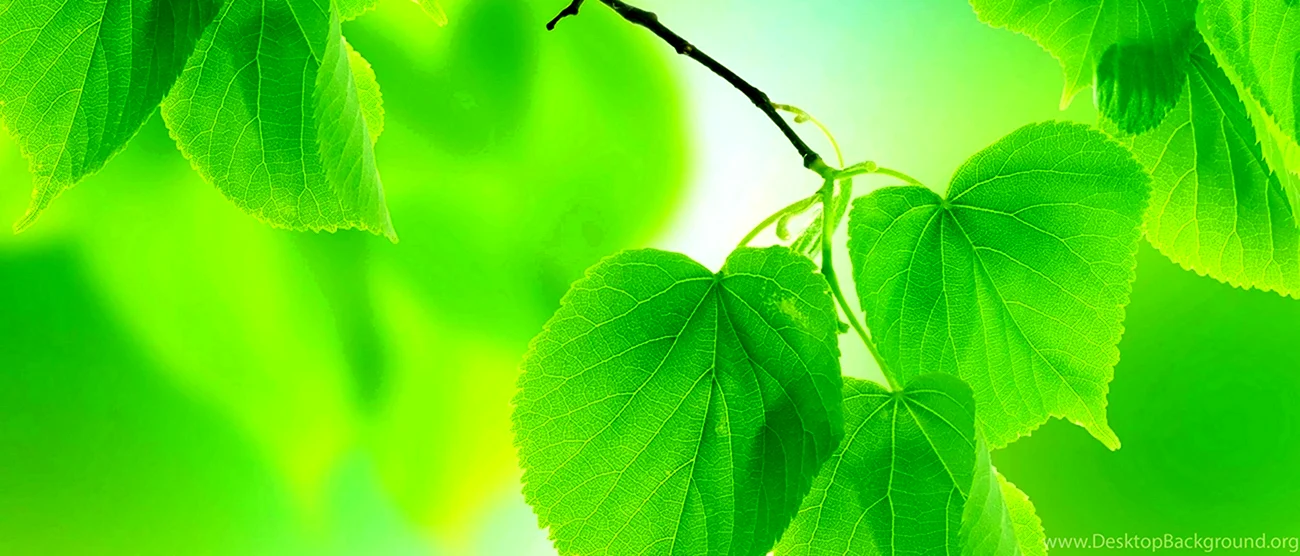 Зеленая листва. Красивая картинка
