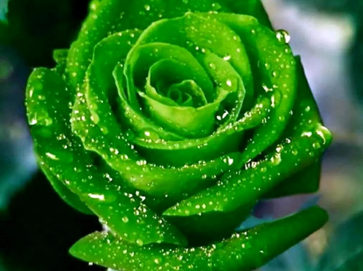Зеленые розы. Красивая картинка