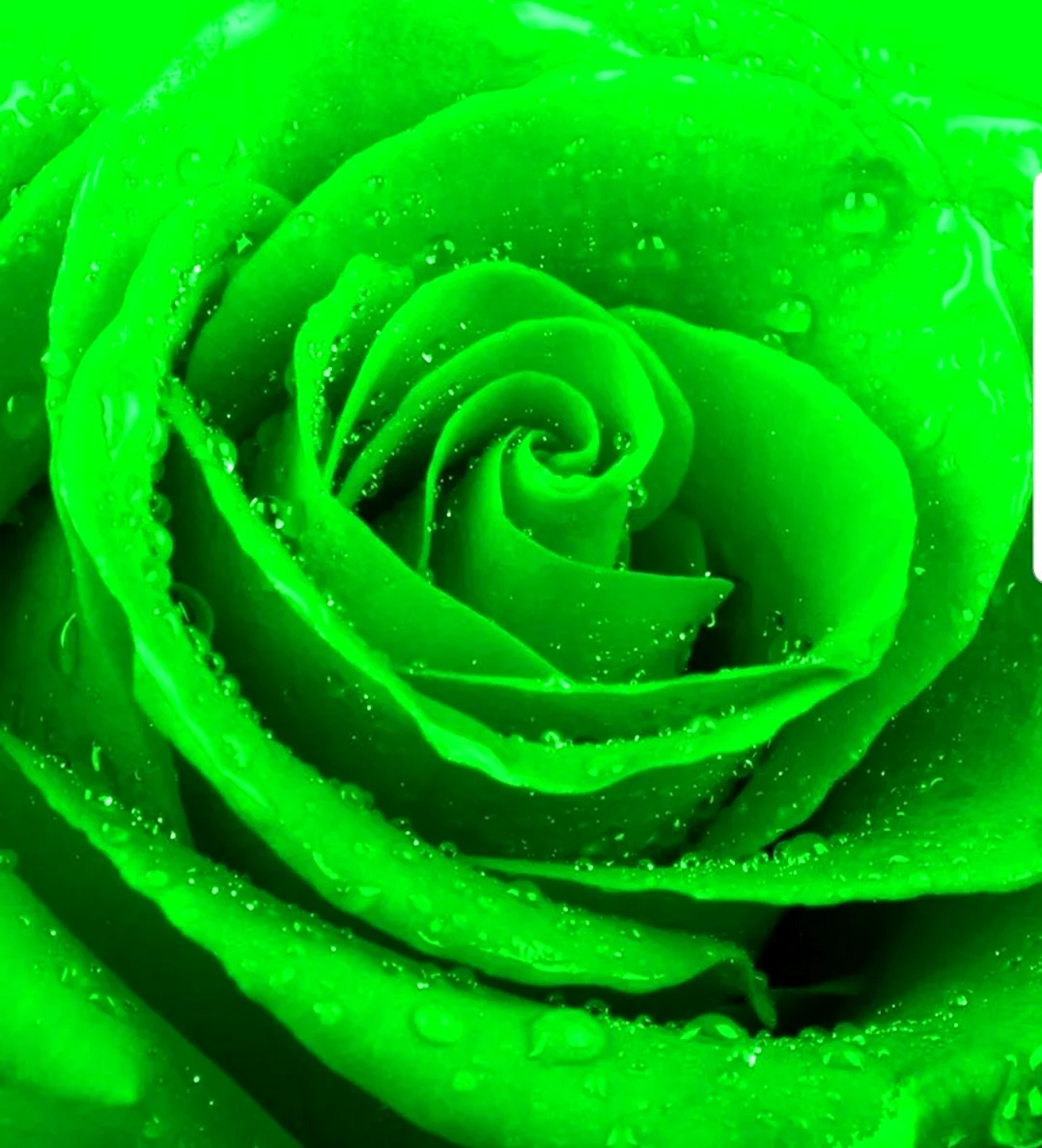 Зеленые розы. Красивая картинка