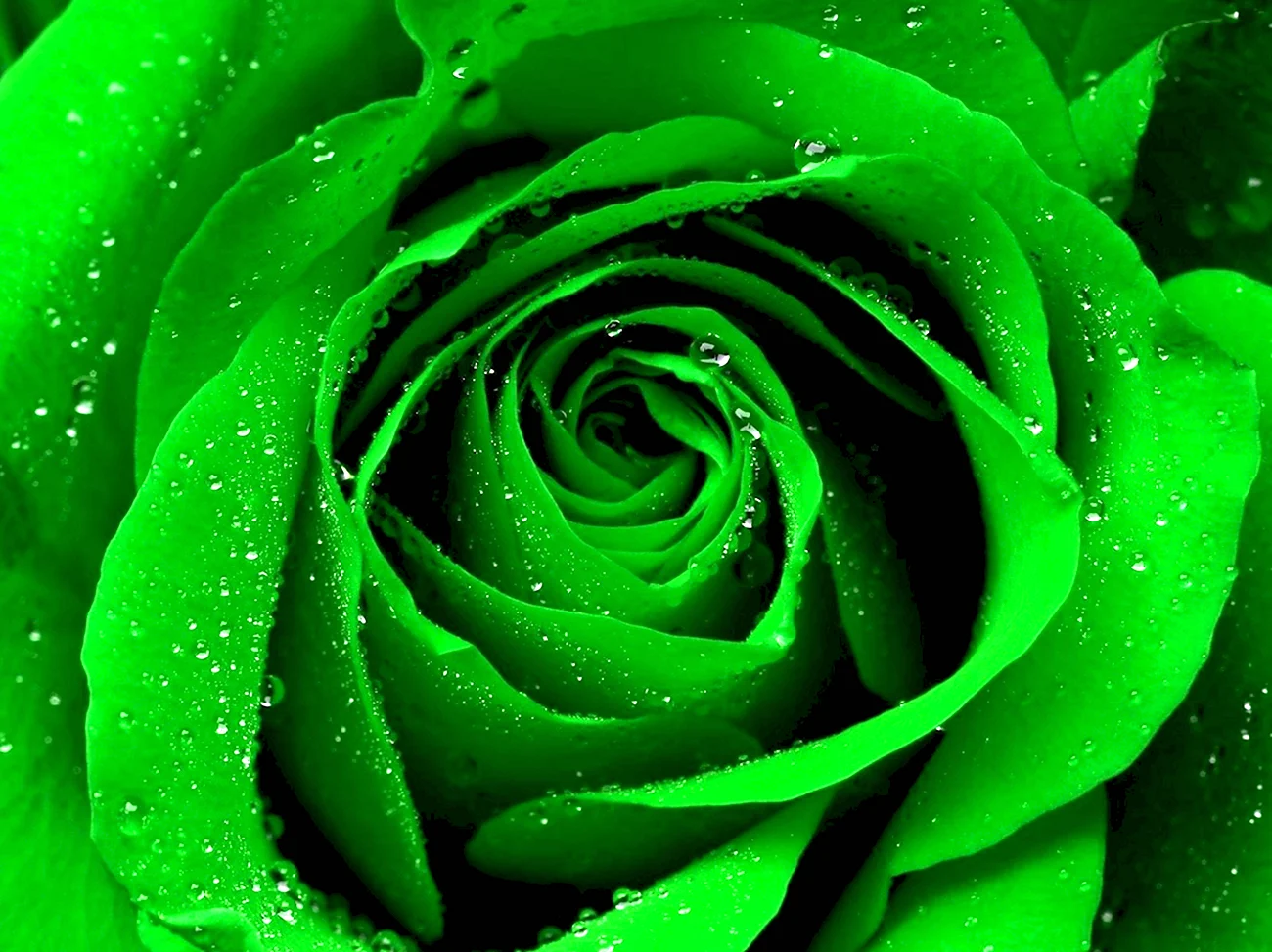 Зеленые розы Амарант. Красивая картинка