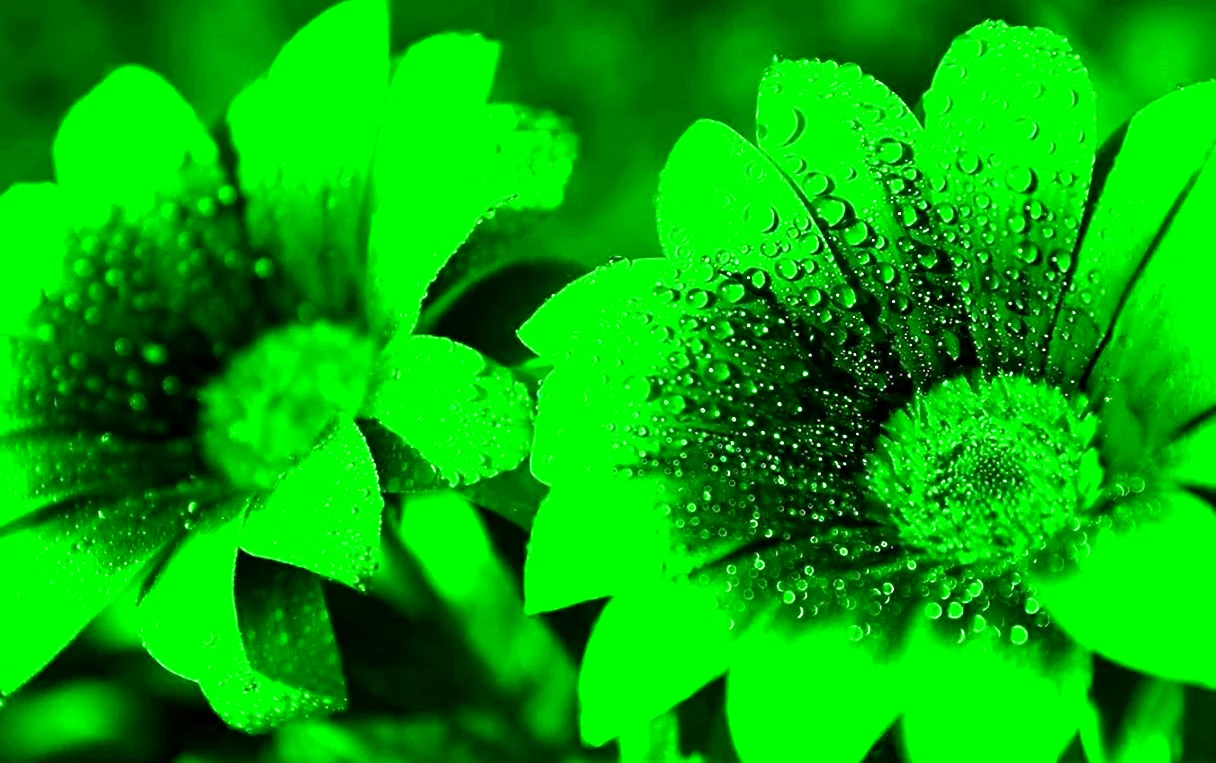 Зеленые цветы. Красивая картинка