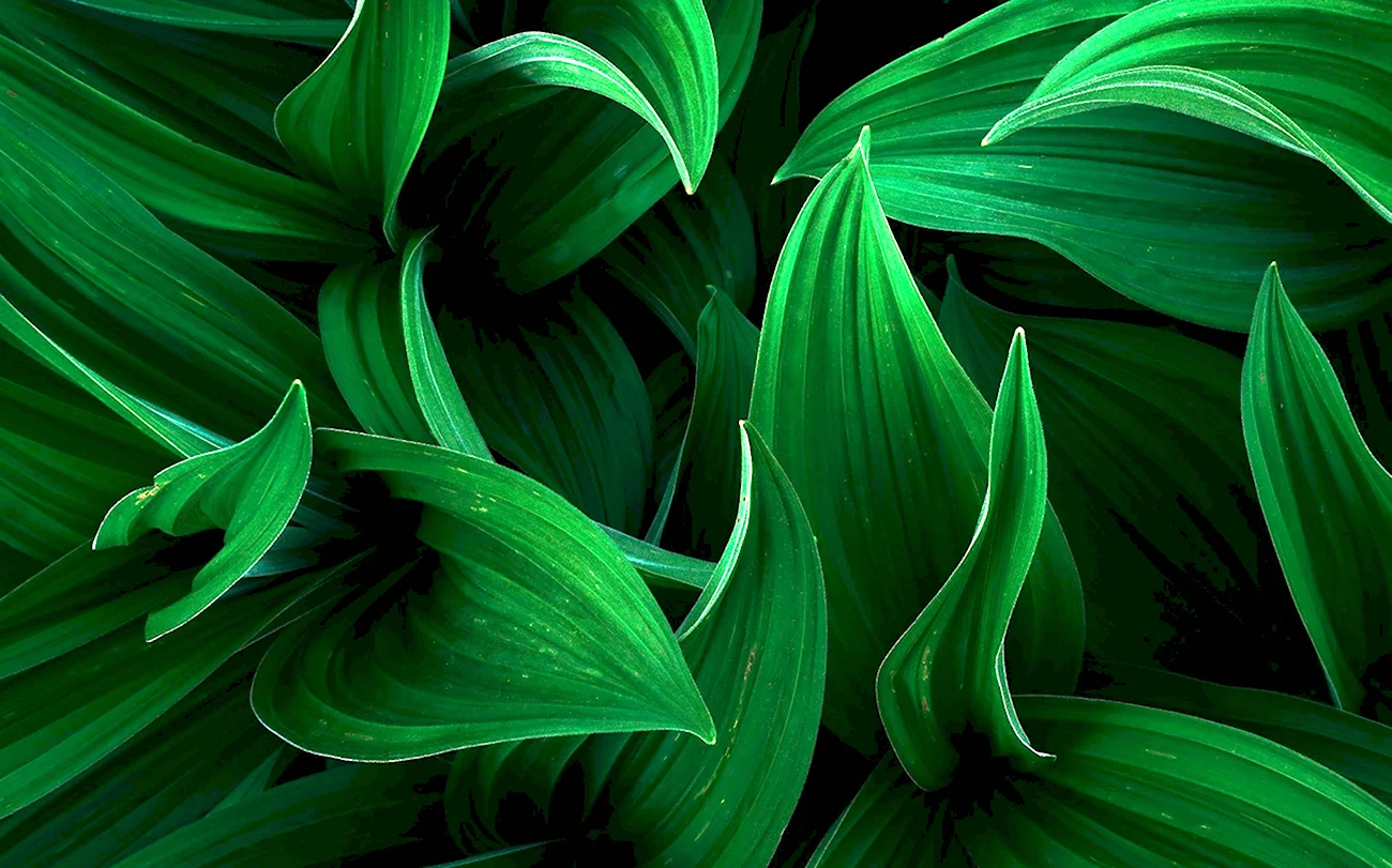 Зеленый изумрудный малахитовый. Красивая картинка