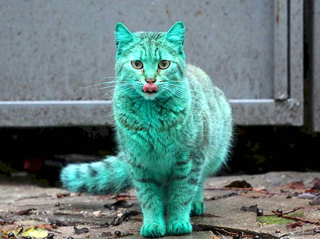 Зеленый кот Варна. Красивое животное