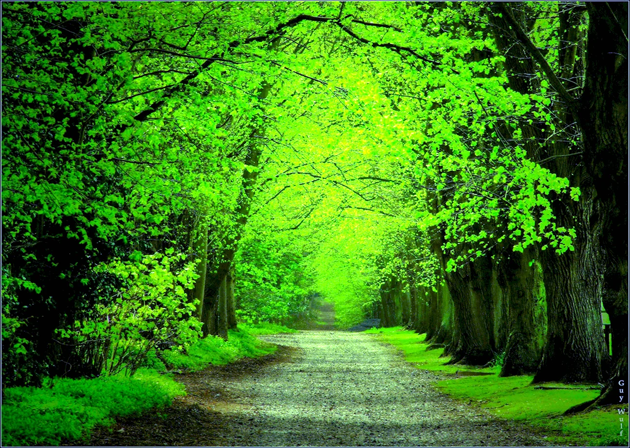 Зеленый лес. Красивая картинка