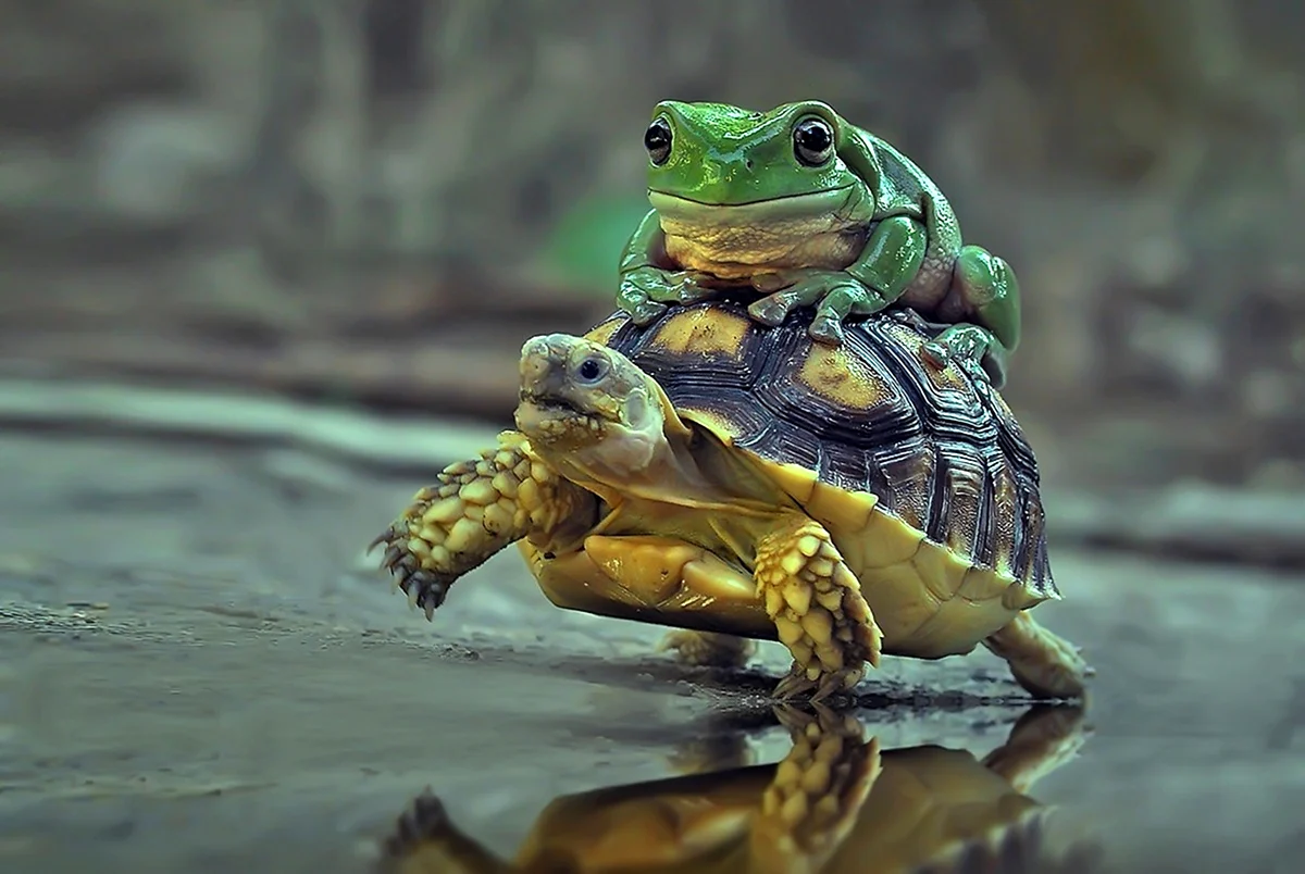 Земноводные черепахи. Красивое животное