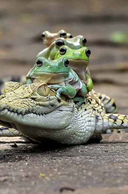 Жабалягушкакрокодил земноводные. Красивое животное