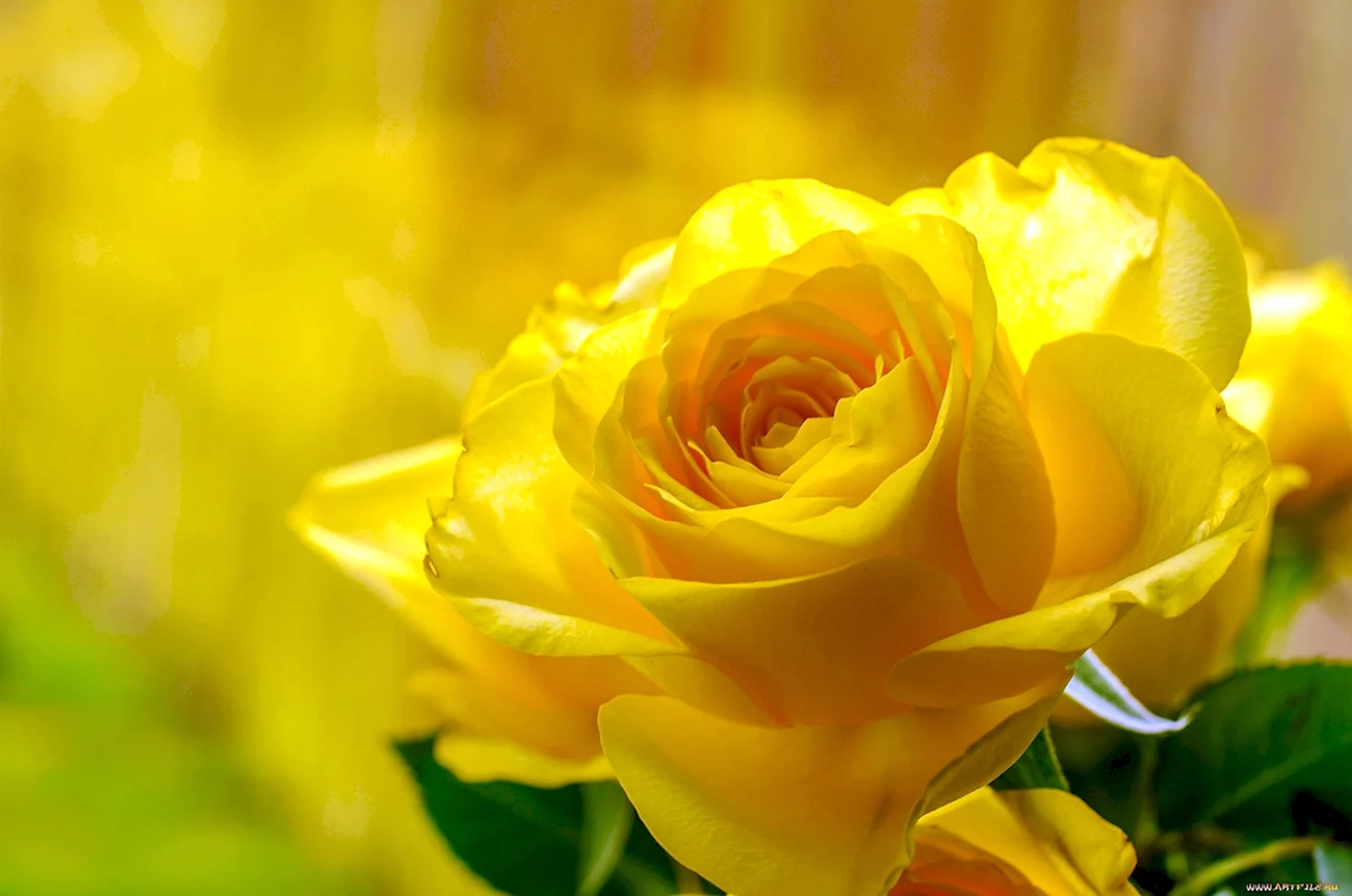 Желтая роза Брайтон. Красивая картинка