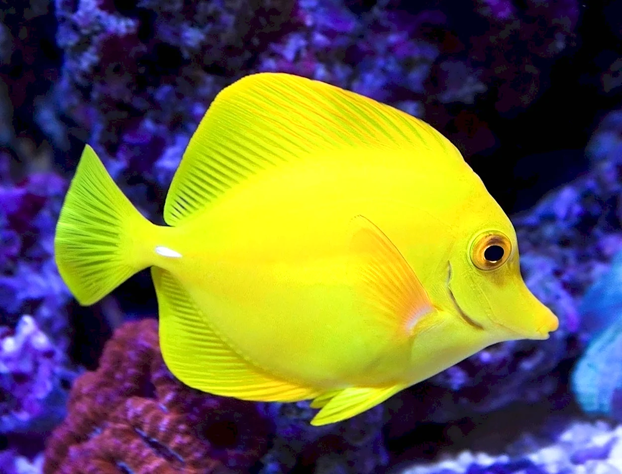 Жёлтая зебрасома рыба. Красивое животное