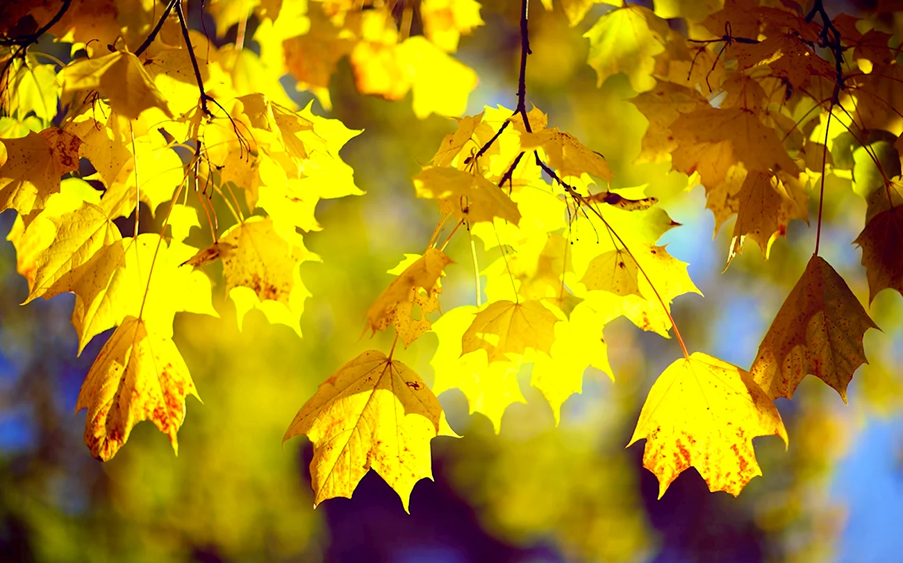 Желтые листья. Картинка